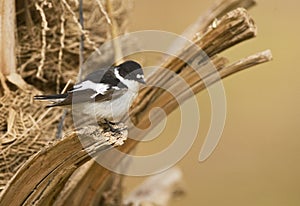 Balkanvliegenvanger, Semi-collared Flycatcher, Ficedula semitorquata