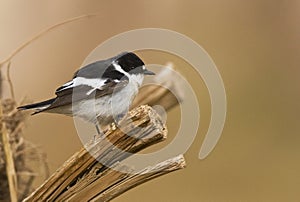 Balkanvliegenvanger; Semi-collared Flycatcher; Ficedula semitorquata