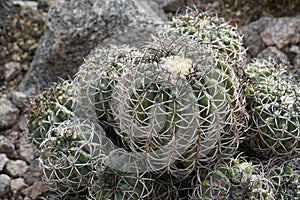 Ball cactus called in Latin Copiapoa coquimbana is a species of flowering plant in the family Cactaceae.