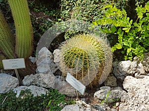 Ball Cactus in the gardens of Villa Carlotta, lake Como, Italy.