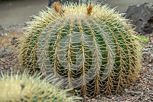 Ball cactus and its sharp needles