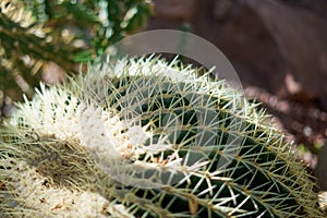 Ball cactus. Lovely, green and beautiful with hadows.