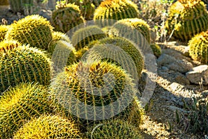Ball Cactuses