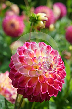 Ball Dahlia Hapet Daydream