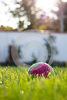 Ball for dogs on the grass