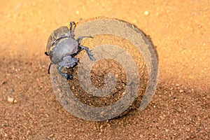 Ball of Dung beetle
