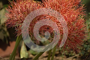 Ball lily flower blood flower images