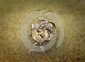 Ball of mating toads