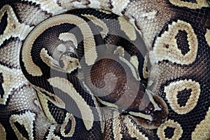 Ball phyton snake closeup