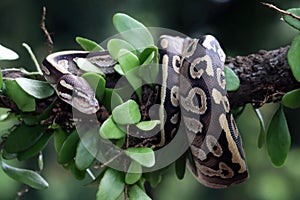 Ball phyton snake closeup on branch
