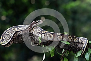 Ball phyton snake closeup on grass