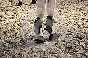 Ball protections of anterior horses set up with hoof bell