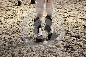 Ball protections of anterior horses set up with hoof bell photo