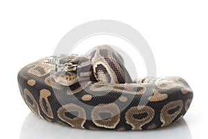 Ball python