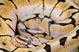 Ball python