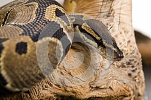 Ball Python