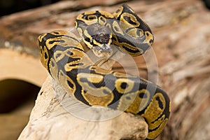 Ball python