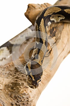 Ball Python
