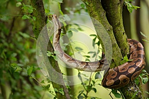 Ball python climbing on tree. Royal python. Strong snake.