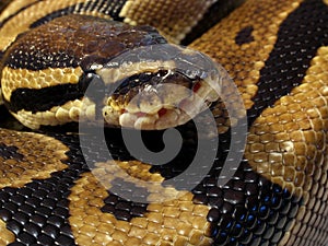 Ball python close up photo