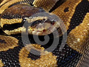 Ball python close up