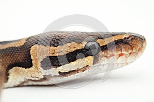 Ball Python close up