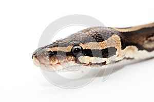 Ball Python close up