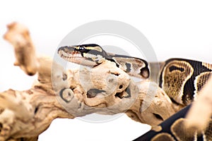 Ball python