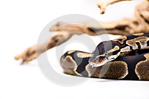 Ball python