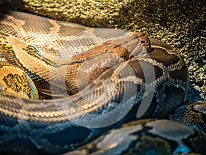 Ball Python close up Python Regius