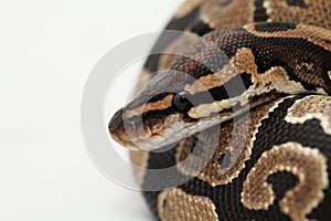 Ball Python close up