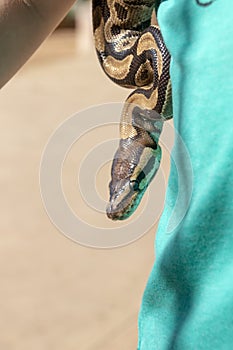 Ball Python