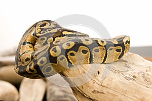 Ball Python, Coiled