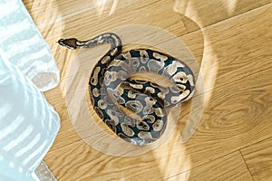 Ball Python Coiled on Wooden Floor with Curtain