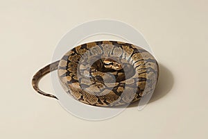 Ball Python Coiled on Light Beige Background