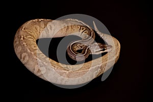 Ball Python detail