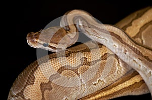 Ball Python detail