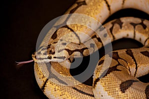 Ball Python detail