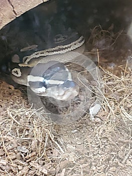 Ball python in enclosure