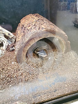 Ball python in enclosure