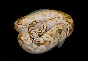 Ball Python isolated on black