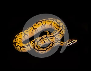 Ball Python isolated on black