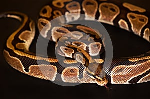 Ball Python isolated on black