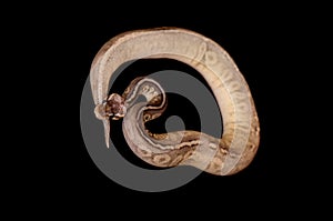 Ball Python isolated on black