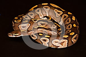 Ball python isolated