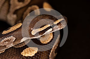 Ball python isolated
