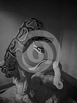 Ball python in enclosure