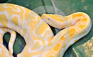 Ball python ( molurus bivittatus )