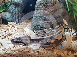 Ball python at petstore photo