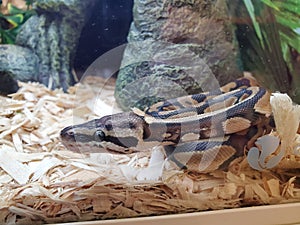 Ball python at petstore